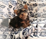Small Photo #10 Yorkshire Terrier Puppy For Sale in ODESSA, TX, USA