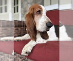 Small Basset Hound