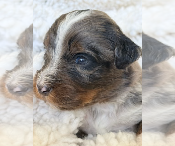 Medium Photo #11 Aussie-Poo-Bernedoodle Mix Puppy For Sale in LEXINGTON, SC, USA