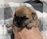 Small #2 German Shepherd Dog Mix