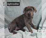 Small #5 Cane Corso