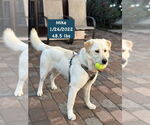 Small #5 Labrador Retriever