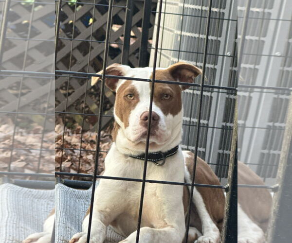 Medium Photo #8 American Pit Bull Terrier-Unknown Mix Puppy For Sale in Forest, VA, USA