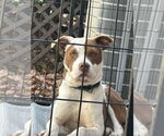 Small #7 American Pit Bull Terrier Mix