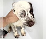 Small Mutt