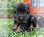 Small Photo #35 German Shepherd Dog Puppy For Sale in MARIPOSA, CA, USA