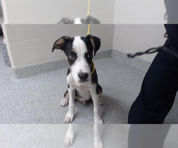 Medium Photo #1 American Pit Bull Terrier-Unknown Mix Puppy For Sale in Pasadena, TX, USA