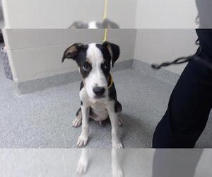 American Pit Bull Terrier-Unknown Mix Dogs for adoption in Pasadena, TX, USA
