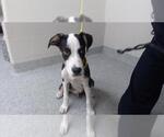 Small American Pit Bull Terrier Mix