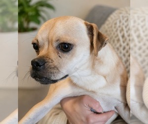 Pug-Unknown Mix Dogs for adoption in Minneapolis, MN, USA