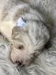 Small Photo #30 Goldendoodle Puppy For Sale in LAKELAND, FL, USA