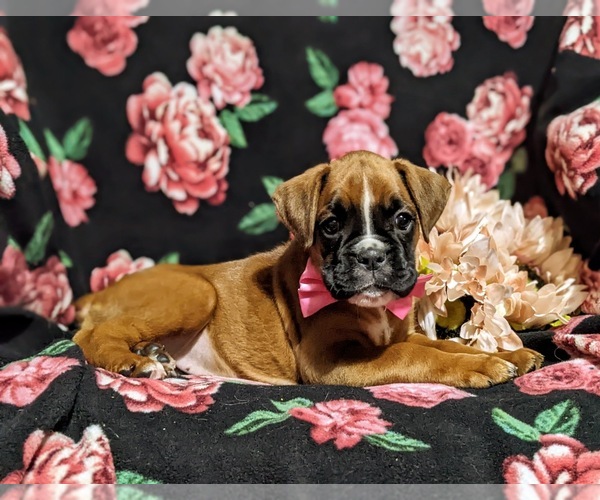 Medium Photo #4 Boxer Puppy For Sale in QUARRYVILLE, PA, USA