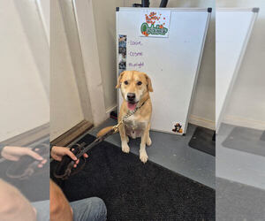 Labrador Retriever-Unknown Mix Dogs for adoption in Linton, IN, USA