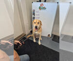 Frappe - Male Labrador Retriever-Unknown Mix Dog for Adoption - Small photo