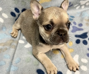 French Bulldog Puppy for sale in COFFEYVILLE, KS, USA