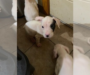 Dogo Argentino Puppy for sale in BURKE CITY, MO, USA