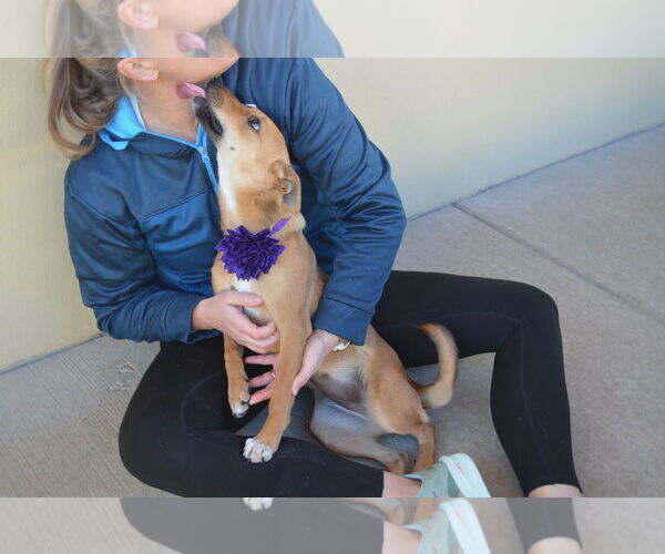 Medium Photo #3 Labrador Retriever-Unknown Mix Puppy For Sale in McKinney, TX, USA