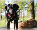 Small #5 Labrador Retriever Mix
