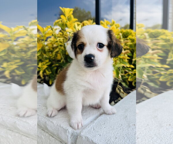 Medium Photo #1 Chihuahua Puppy For Sale in Marina Del Rey, CA, USA
