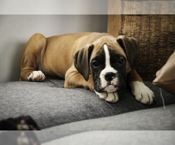 Medium Photo #8 Boxer Puppy For Sale in SHIPSHEWANA, IN, USA