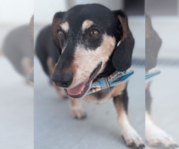 Medium Photo #7 Dachshund Puppy For Sale in Shelbyville, TN, USA