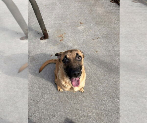 Medium Photo #2 German Shepherd Dog-Unknown Mix Puppy For Sale in Imlay City, MI, USA