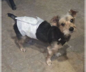 Mutt Dogs for adoption in Spring, TX, USA