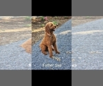 Small Photo #5 Goldendoodle Puppy For Sale in STATESVILLE, NC, USA