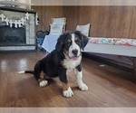 Small #7 Bernese Mountain Dog