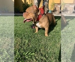 Small Photo #3 American Bully Puppy For Sale in STKN, CA, USA