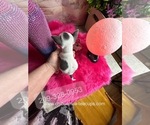 Small #6 Chihuahua
