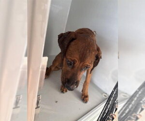 Labrador Retriever Dogs for adoption in Houston, TX, USA