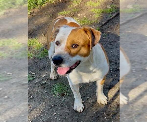 Medium Photo #2 Mutt Puppy For Sale in Riverside, CA, USA