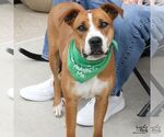 Small Photo #12 Mutt Puppy For Sale in Washington, DC, USA