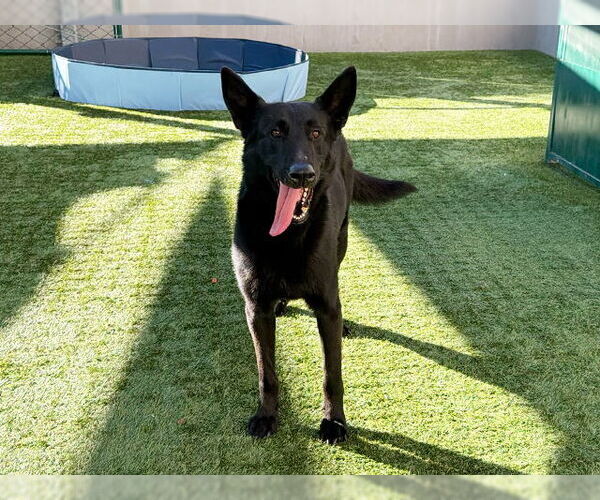 Medium Photo #1 German Shepherd Dog-Unknown Mix Puppy For Sale in Pasadena, CA, USA