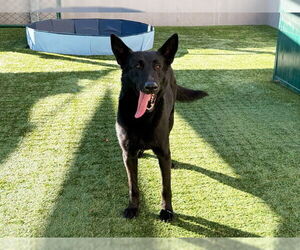 German Shepherd Dog-Unknown Mix Dogs for adoption in Pasadena, CA, USA