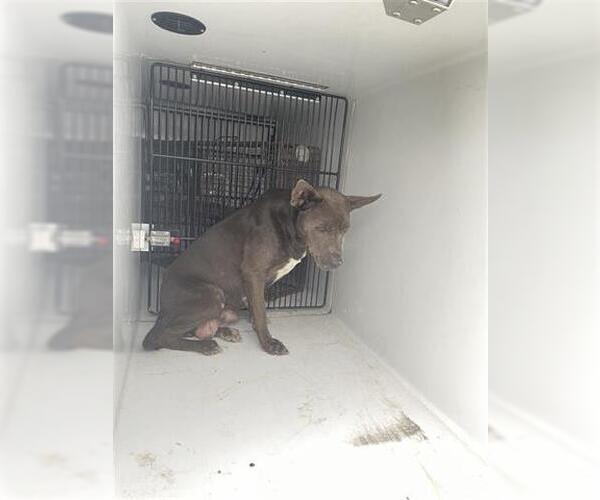 Medium Photo #1 Labrador Retriever Puppy For Sale in Houston, TX, USA