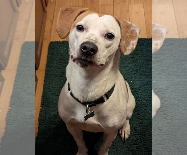 Medium Photo #2 Mutt Puppy For Sale in Plainfield, IL, USA