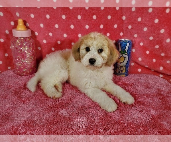 Medium Photo #3 Goldendoodle-Poodle (Toy) Mix Puppy For Sale in BLACK FOREST, CO, USA