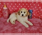 Small Photo #3 Goldendoodle-Poodle (Toy) Mix Puppy For Sale in BLACK FOREST, CO, USA