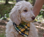 Small Photo #4 Goldendoodle Puppy For Sale in MORELAND, GA, USA