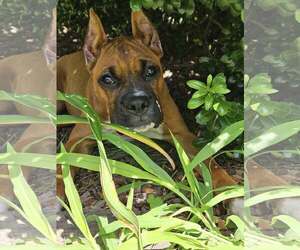 Boxer Dogs for adoption in Dumont, NJ, USA