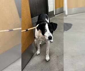 Pointer-Unknown Mix Dogs for adoption in Forestville, MD, USA