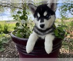 Puppy Amethyst Siberian Husky