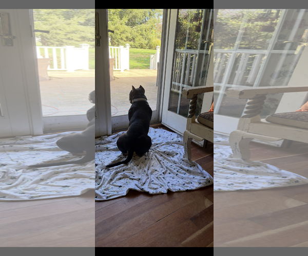 Medium Photo #4 American Staffordshire Terrier-Rottweiler Mix Puppy For Sale in Cuyahoga Falls , OH, USA