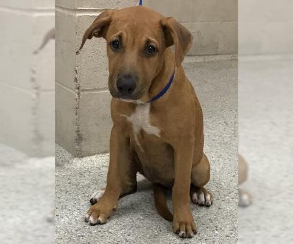 Medium Photo #1 Labrador Retriever-Unknown Mix Puppy For Sale in Conroe, TX, USA