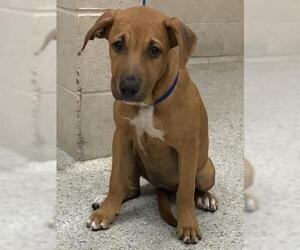 Labrador Retriever-Unknown Mix Dogs for adoption in Conroe, TX, USA