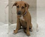Small Labrador Retriever Mix