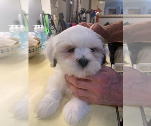 Lhasa Apso Puppy for sale in MARINA BAY, MA, USA