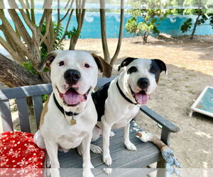 American Pit Bull Terrier-Unknown Mix Dogs for adoption in Seal Beach, CA, USA
